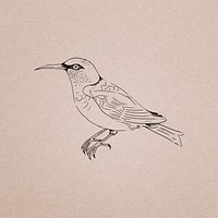Hand drawn honeycreeper bird illustration