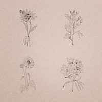 Hand drawn wildflowers collection illustration