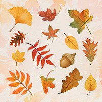 Autumn leaf element vector set in hand drawn style