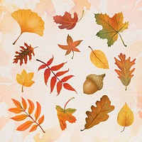 Autumn leaf element psd set in hand drawn style