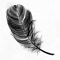 Black bird feather element vector 