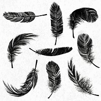 Black feather element vector set