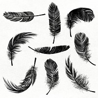 Black feather element psd set