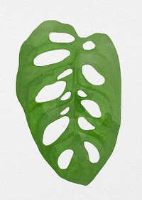 Plant leaf element psd Monstera obliqua