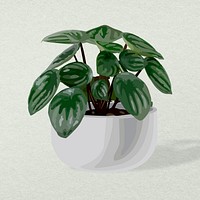 Plant psd image, home interior decoration