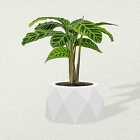 Houseplant psd image, dumb cane potted home interior decoration