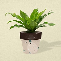 Plant psd image, Bird's-nest fern potted home interior decoration