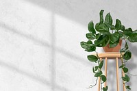 Indoor plant background aesthetic vector, hanging pothos white wall with natural light