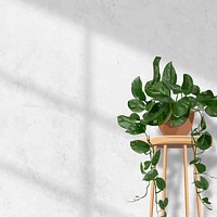 Indoor plant background aesthetic vector, hanging pothos white wall with natural light