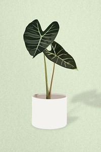 Potted plant psd image, Alocasia longiloba potted home interior decoration