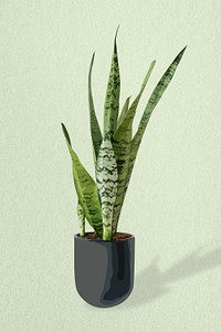 Plant psd image, snake plant potted home interior decoration