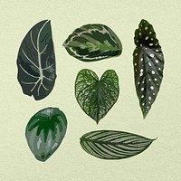 Green leaf psd houseplant image set