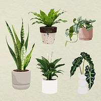 Houseplant psd image, home decoration