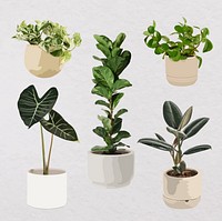 Plant vector art, Houseplant set in flower pots