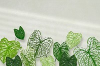 House plant background vector, tropical Alocasia polly white wall with natural light