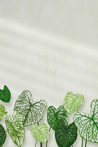 House plant background vector, tropical Alocasia polly white wall with natural light