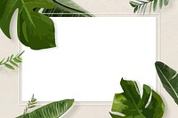 Green leaf frame vector border, Monstera plant