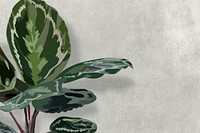 Leaf background wallpaper psd, Calathea medallion indoor plant