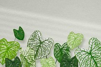 House plant background psd, Alocasia polly white wall with natural light