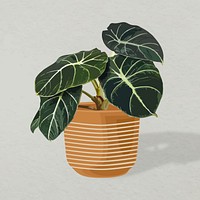 Plant vector image, Black Belvet Alocasia potted home interior decoration