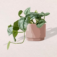 Plant vector image, pothos illustration
