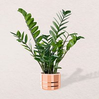 Plant vector image, Zanzibar Gem potted home interior decoration