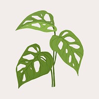 Monstera swiss cheese leaf vector botanical illustration
