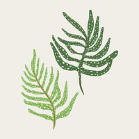 Fern leaf psd plant botanical illustration