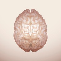 Engraved human brain psd medical graphic