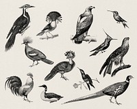 Vintage illustrations of bird