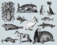 Vintage illustrations of animals illustrations inspired by Charles Dessalines D&#39; Orbigny (1806-1876) Dictionnaire Universel D&#39;histoire Naturelle.