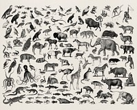 Vintage illustrations of animals