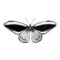 Illustration of Papilio