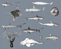 Vintage illustrations of marine life animals