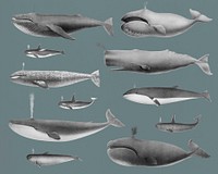 Vintage illustrations of whale