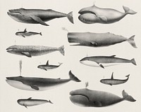 Vintage illustrations of whal