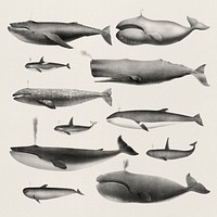 Vintage illustrations of whale