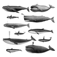 Vintage illustrations of Whales