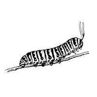 Illustration of a caterpillar