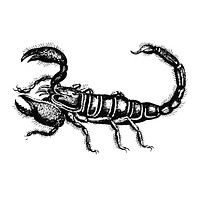 Illustration of Scorpion