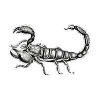 Illustration of Scorpion