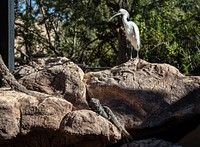 Crane meets lizard at the Phoenix Zoo in Phoenix, Arizona.