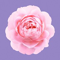 Pink camellia, flower clipart psd