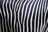 Zebra pattern, real texture, animal close up background