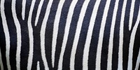 Zebra pattern texture, Facebook cover design for social media