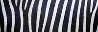 Zebra pattern texture, twitter header background, social media design
