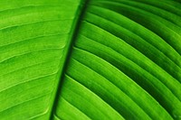 Green leaf close up background, botanical design