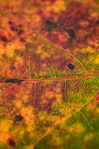 Foliage texture, autumn leaf background, nature design