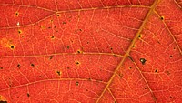 Autumn leaf texture desktop wallpaper, high definition background