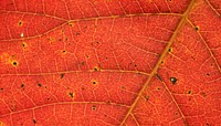 Autumn leaf  texture computer wallpaper, high definition background